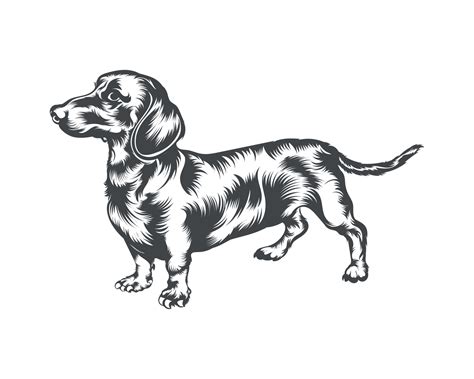 Dachshund Dog Breed Vector Illustration, Dachshund Dog Vector on White ...