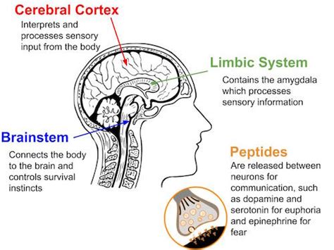 Practical Application: Parts of the Brain & Emotions Infographic | Study.com