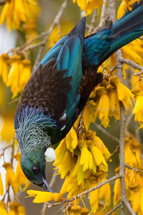 Tui Bird in New Zealand Stock Photo by FiledIMAGE | PhotoDune