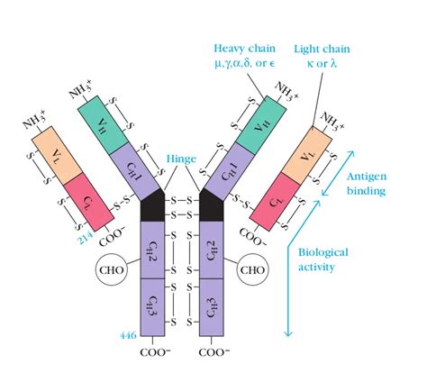 Immunoglobulins (Antibodies) Structure and Classes – Microbe Online