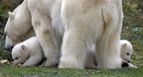 twin polar bear cubs playing in Tierpark Hellabrunn zoo | Metro UK