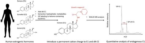 A MALDI-MS-based quantitative analytical method for endogenous estrone ...