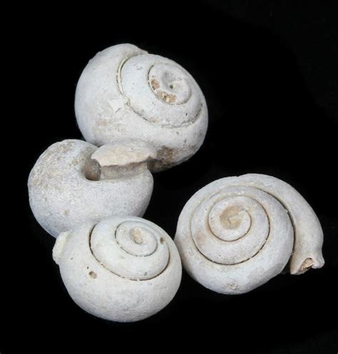 Small Snail Fossils From Morocco For Sale - FossilEra.com