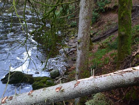 Tour Scotland: Tour Scotland Video Photographs Storm Damage Hermitage Walk Dunkeld Perthshire ...