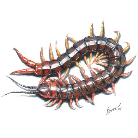 Centipede | Centipede, Centepide drawing, Insect art