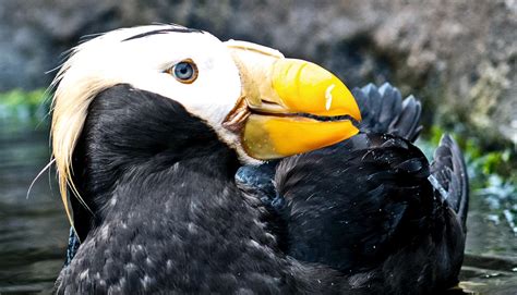 Great Facts: Big beaks help puffins keep their cool