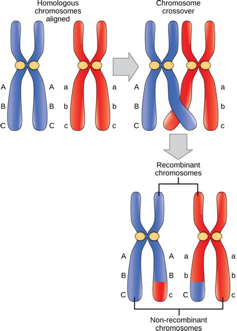 Crossing over: mütterliche und väterliche homologe Chromosomen tauschen … - Bildung Ideen & DIY ...