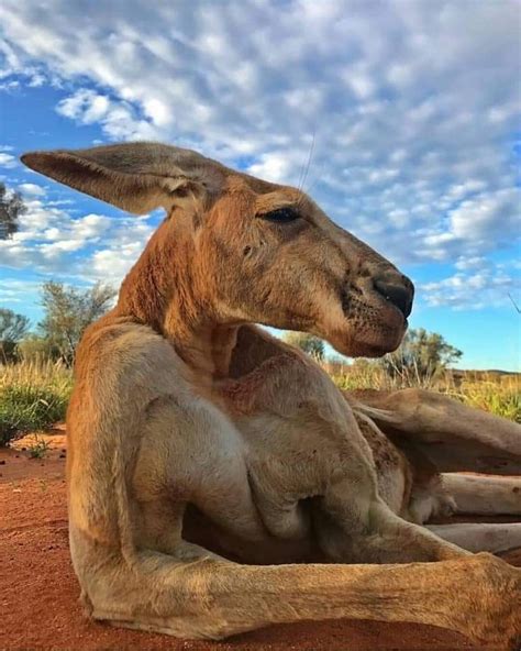 Canguro australiano. | Wild animals pictures, Australian animals, Animals