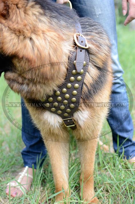 Studded Leather German Shepherd Dog 【Harness】 : German Shepherd Breed ...