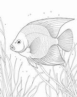 Printable Angelfish Coloring Sheets For Kids sketch template