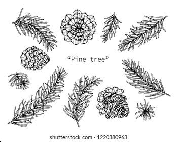 Pine Tree Branch Drawing