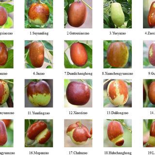 Partial data sample display of 20 jujube varieties | Download ...