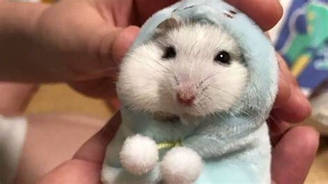 Cute Hamster : r/aww