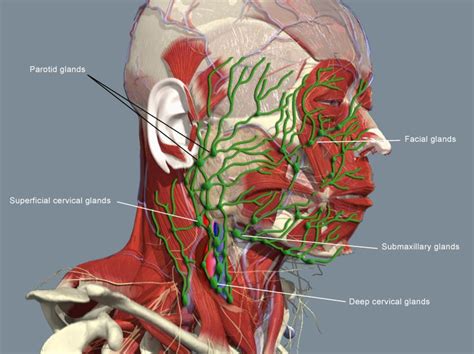 Feed your Dermis: LYMPH-MED