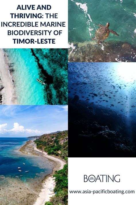 The incredible marine biodiversity of Timor-Leste | Ocean conservation, Biodiversity, Marine ...