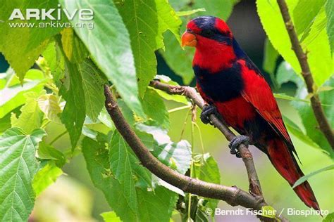 Red and blue lory - Alchetron, The Free Social Encyclopedia