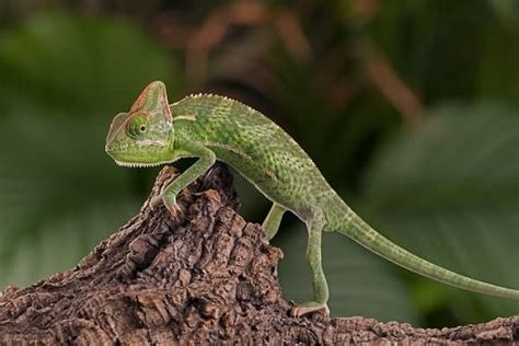 13 Different Types of Chameleons for Rookies & Collectors