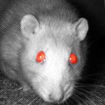 Sewer Rats (demo), by monster trap | Rats, Sewer, Mouse rat