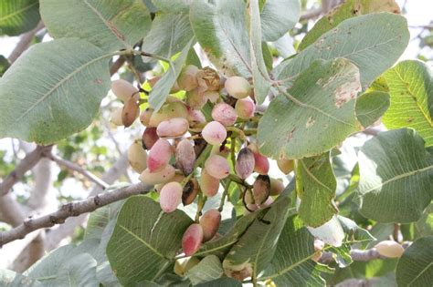 Whole Pistachio from Bronte – La Bottega della Nonna