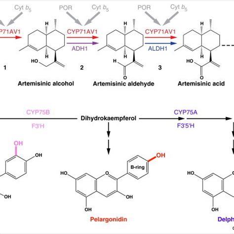 Cytochrome P450 functions in the engineered artemisinin and anthocyanin ...