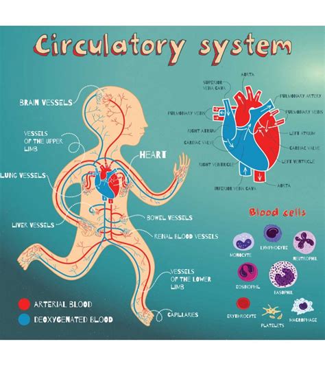 Heart & Circulatory System Diagram, Parts & Function, For Kids