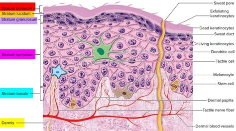 layers of epidermis | Epidermis, Integumentary system, Anatomy and physiology