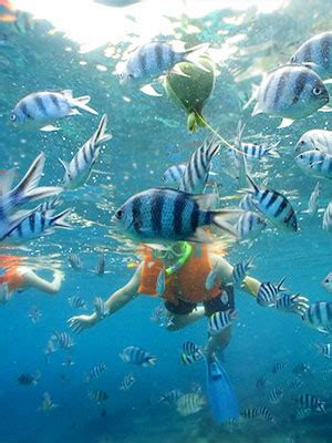 Hanauma Bay Snorkeling