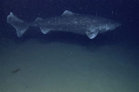 10 Fascinating Facts About Greenland Sharks - Factopolis