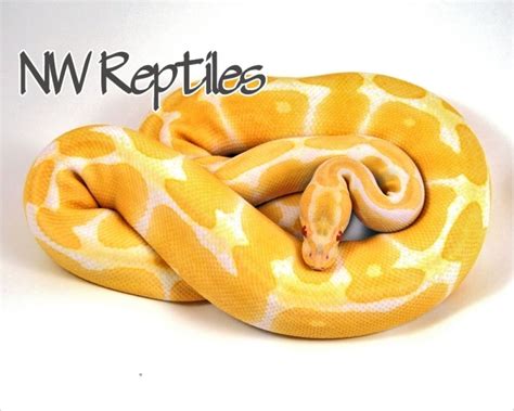 Northwest Reptiles - Ball Python breeder