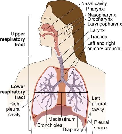 Lower Airway Anatomy - Anatomy Reading Source