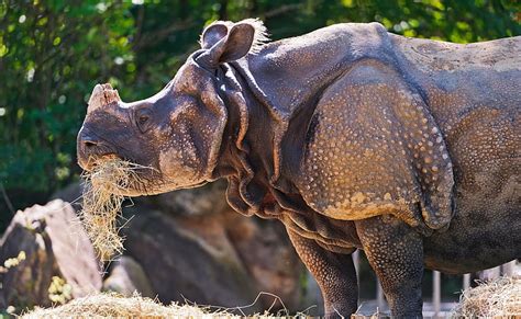 Rhino Eating Grass, brown rhinoceros, Animals, Wild, Grass, Eating, Photography, HD wallpaper ...