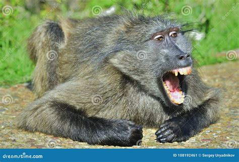 Baboon with Open Mouth Exposing Canine Teeth. the Chacma Baboon. Stock ...