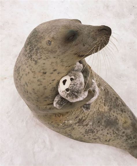 Seal Finds Toy Version Of Itself, Can’t Stop Hugging It | Cute seals, Cute animals, Fluffy animals