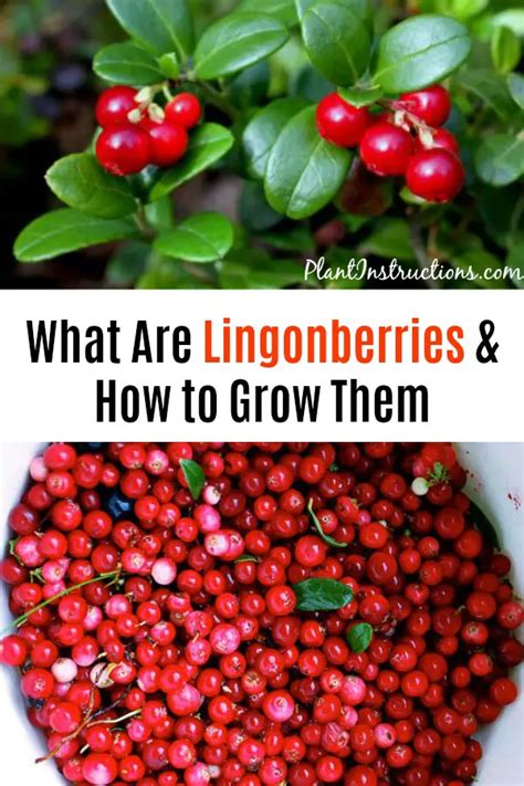 How to Grow Lingonberries in Your Garden - Plant Instructions