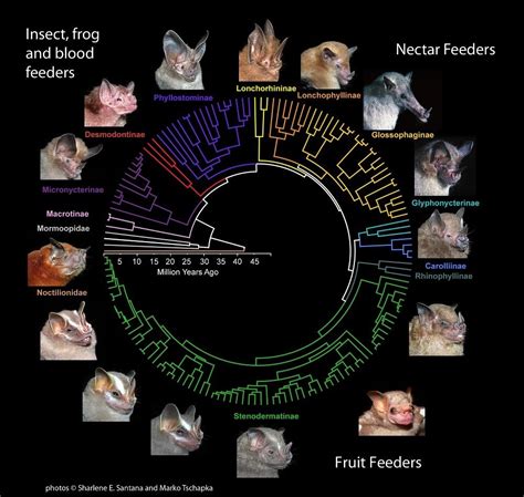 Short Snouts Gave Fruit Bats a Forceful Bite | Live Science