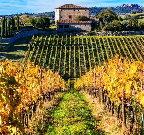 Traditional Tuscany - Scenery with Autumn Vineyards. Italy Stock Image ...