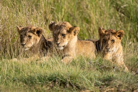 three-lion-cubs-1600px – Rupert Studios