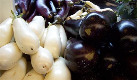 Why Bt Brinjal Is a Hit in Bangladesh - The Wire