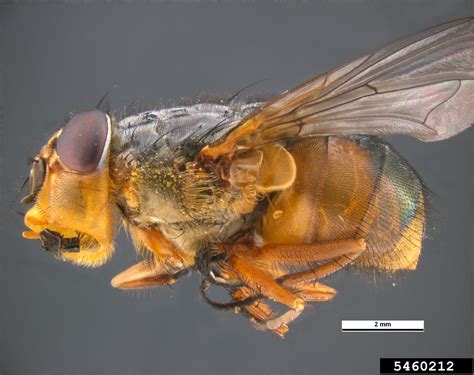 lesser brown blowfly (eastern) (Calliphora augur)