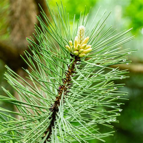 Japanese Black Pine Tree – Green Thumbs Garden