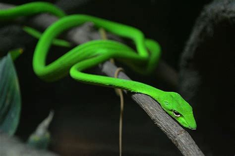 5 Non venomous Arboreal Snakes That You Can Keep As Pets