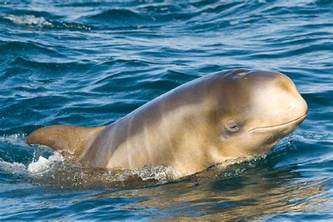 Risso's dolphin | Animals | Monterey Bay Aquarium