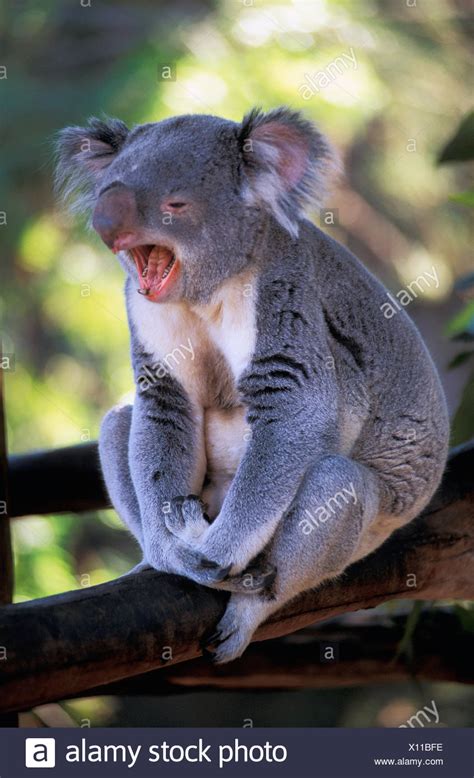 Koala Tongue Stockfotos und -bilder Kaufen - Alamy