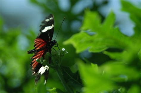 Butterfly garden | Lee Bennett | Flickr