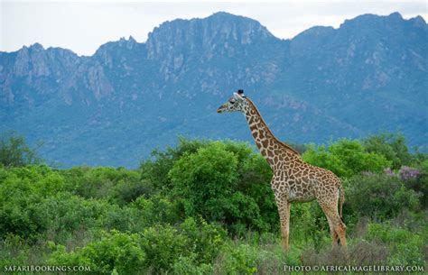 Tsavo West National Park – Travel guide, Map & More!