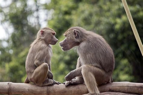 Two Monkeys Talking Stock Photos - Free & Royalty-Free Stock Photos ...