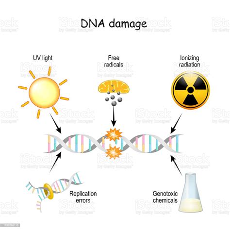 Dna Damage Stock Illustration - Download Image Now - DNA, Damaged, Biological Cell - iStock