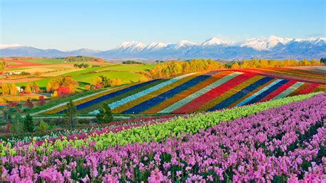 Panoramic flower gardens of Shikisai-no-oka hill, Biei, Furano basin, Hokkaido, Japan | Windows ...