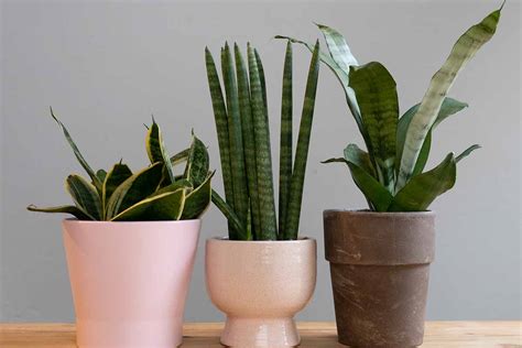 Most Beautiful Types Of Snake Plant Varieties You Can Grow, 59% OFF