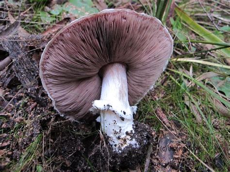 Australian Agaricus Mushrooms - FungiOz - Australian fungi & more